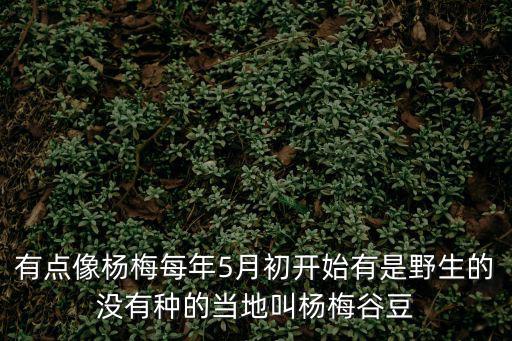有點像楊梅每年5月初開始有是野生的沒有種的當地叫楊梅谷豆