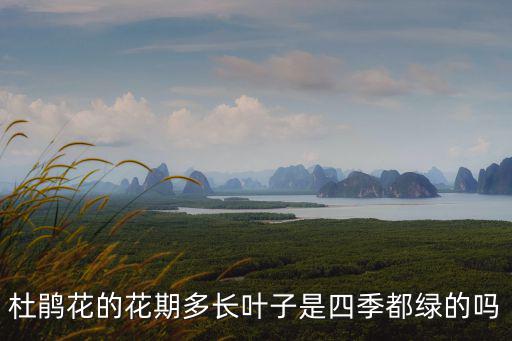 杜鵑花的花期多長葉子是四季都綠的嗎