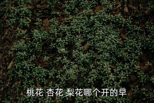 桃花 杏花 梨花哪個開的早