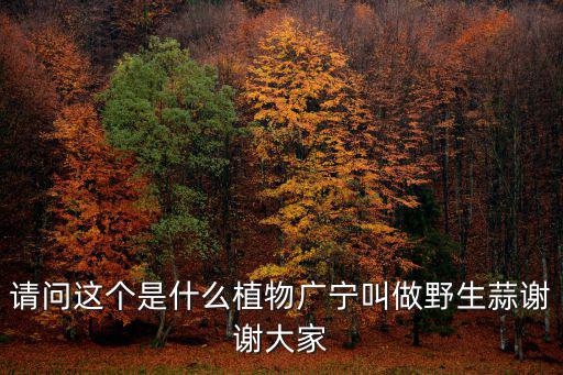 請問這個是什么植物廣寧叫做野生蒜謝謝大家