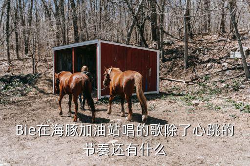 小海豚加油站，海豚加油站