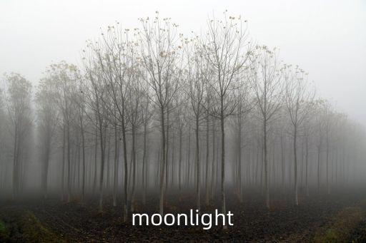 moonlight