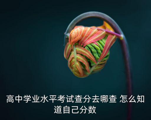 高中學(xué)業(yè)水平考試查分去哪查 怎么知道自己分?jǐn)?shù)
