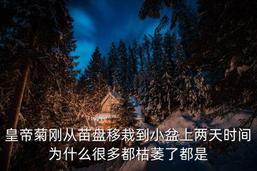 皇帝菊剛從苗盤移栽到小盆上兩天時間為什么很多都枯萎了都是