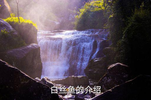 白絲魚的介紹