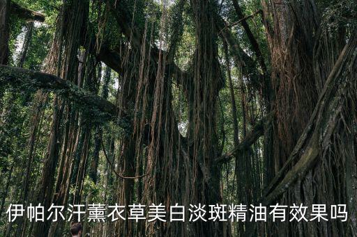 伊帕爾汗，伊帕爾汗薰衣草美白淡斑精油有效果嗎