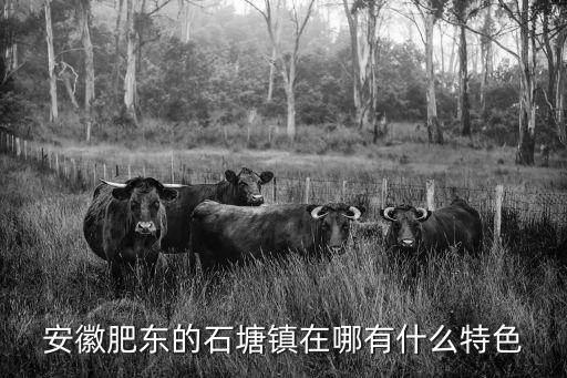 安徽肥東的石塘鎮在哪有什么特色