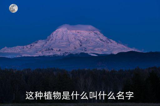 黎科，這種植物是什么叫什么名字