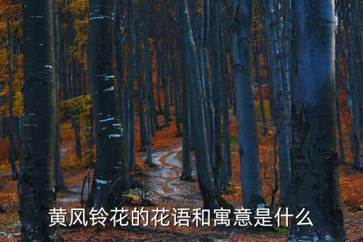 黃花風鈴，小苗黃花風鈴多少錢一棵