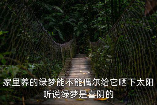 綠夢，家里的綠夢長得太旺盛盆里全是根沒土了怎么辦