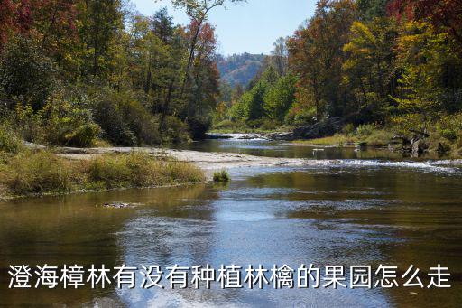 澄海樟林有沒有種植林檎的果園怎么走