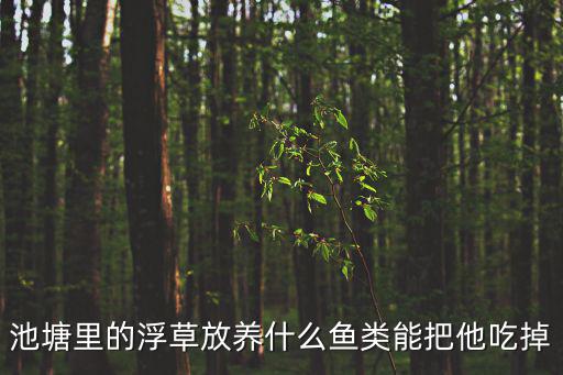浮草，池塘里的浮草放養(yǎng)什么魚(yú)類(lèi)能把他吃掉