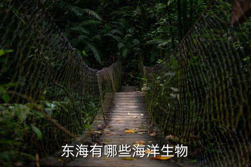 東海有哪些海洋生物