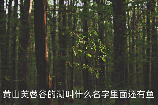 黃山芙蓉谷的湖叫什么名字里面還有魚
