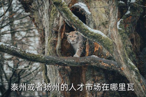 泰州或者揚州的人才市場在哪里瓦