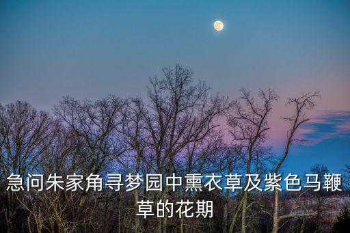 急問朱家角尋夢園中熏衣草及紫色馬鞭草的花期