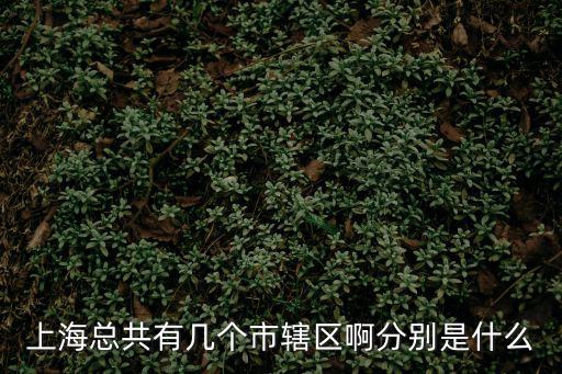 上海總共有幾個市轄區啊分別是什么
