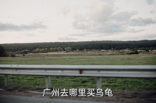 廣州賣龜，廣州那里賣烏龜最多