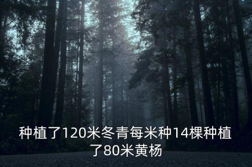 種植了120米冬青每米種14棵種植了80米黃楊