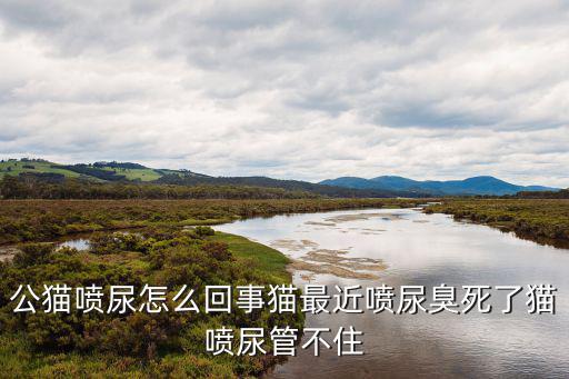 噴尿，公貓噴尿怎么回事貓最近噴尿臭死了貓噴尿管不住
