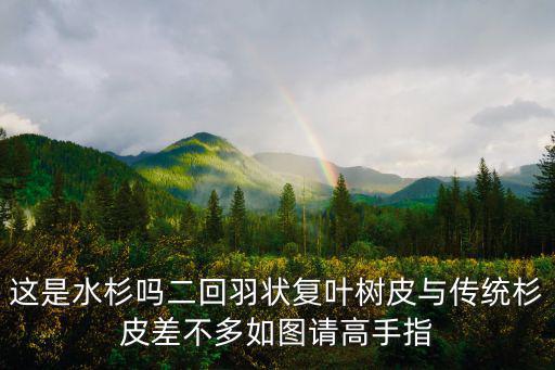 這是水杉嗎二回羽狀復(fù)葉樹皮與傳統(tǒng)杉皮差不多如圖請高手指