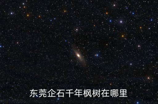 東莞企石千年楓樹(shù)在哪里