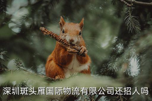 深圳斑頭雁國(guó)際物流有限公司還招人嗎