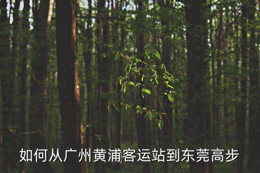 如何從廣州黃浦客運站到東莞高步