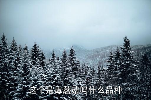 這個是毒蘑菇嗎什么品種