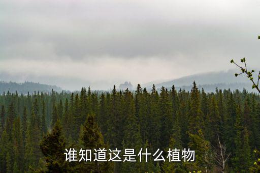 誰知道這是什么植物