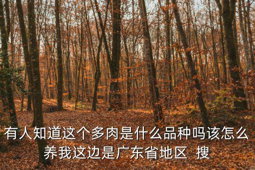 有人知道這個多肉是什么品種嗎該怎么養我這邊是廣東省地區  搜