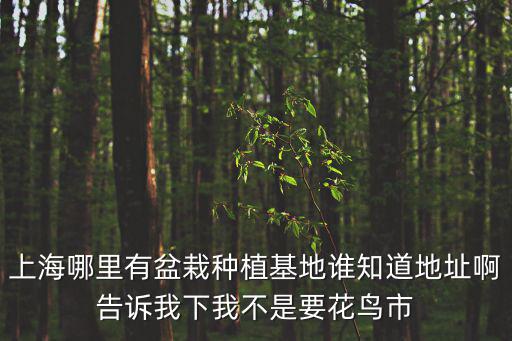 上海哪里有盆栽種植基地誰知道地址啊告訴我下我不是要花鳥市