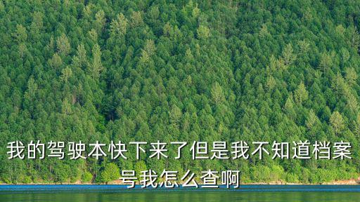我的駕駛本快下來了但是我不知道檔案號我怎么查啊