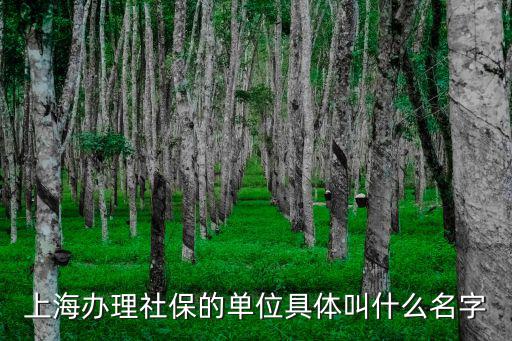 上海辦理社保的單位具體叫什么名字