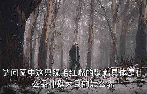請問圖中這只綠毛紅嘴的鸚鵡具體是什么品種挺大只的怎么養(yǎng)