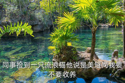 同事?lián)斓揭恢涣骼素埶f是美短問我要不要收養(yǎng)