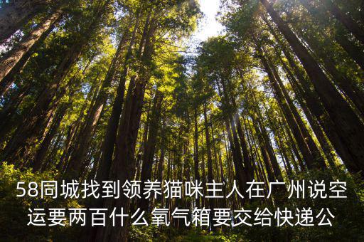 58同城找到領養貓咪主人在廣州說空運要兩百什么氧氣箱要交給快遞公