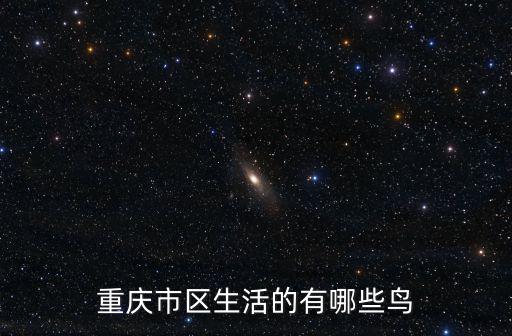 重慶市區生活的有哪些鳥