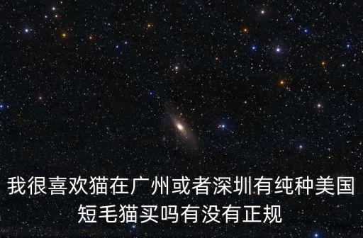 我很喜歡貓在廣州或者深圳有純種美國短毛貓買嗎有沒有正規