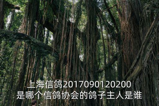 上海信鴿2017090120200是哪個信鴿協會的鴿子主人是誰