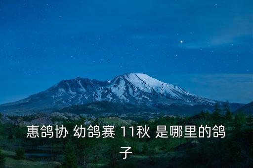惠鴿協 幼鴿賽 11秋 是哪里的鴿子