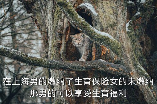在上海男的繳納了生育保險(xiǎn)女的未繳納那男的可以享受生育福利