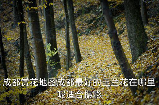 成都市看玉蘭花，成都市哪里有海南興科牌玉蘭花茶