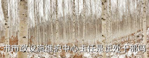 市市政設施維護中心主任是正處干部嗎