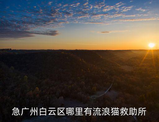 熙熙森林廣州貓微信，急廣州白云區(qū)哪里有流浪貓救助所