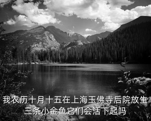 我農歷十月十五在上海玉佛寺后院放生三條小金魚它們會活下起嗎