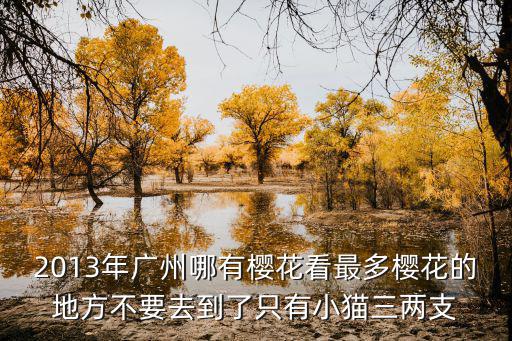 2013年廣州哪有櫻花看最多櫻花的地方不要去到了只有小貓三兩支