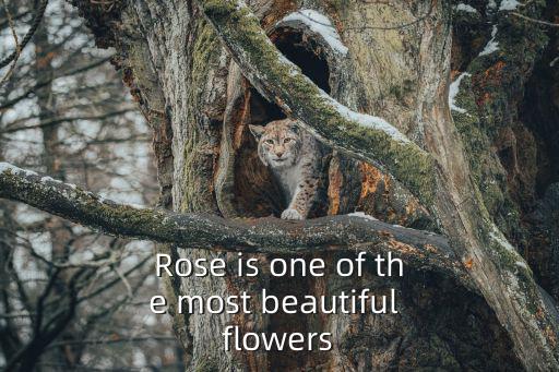 Rose is one of the most beautiful flowers