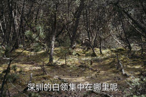 深圳的白領集中在哪里呢