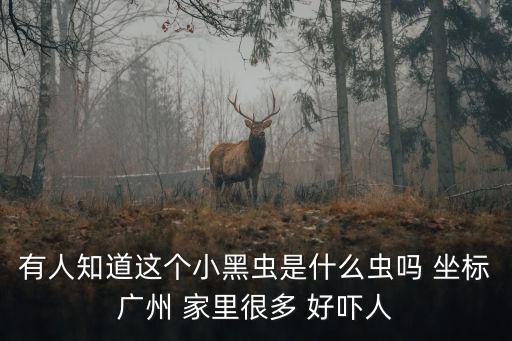 有人知道這個(gè)小黑蟲(chóng)是什么蟲(chóng)嗎 坐標(biāo)廣州 家里很多 好嚇人